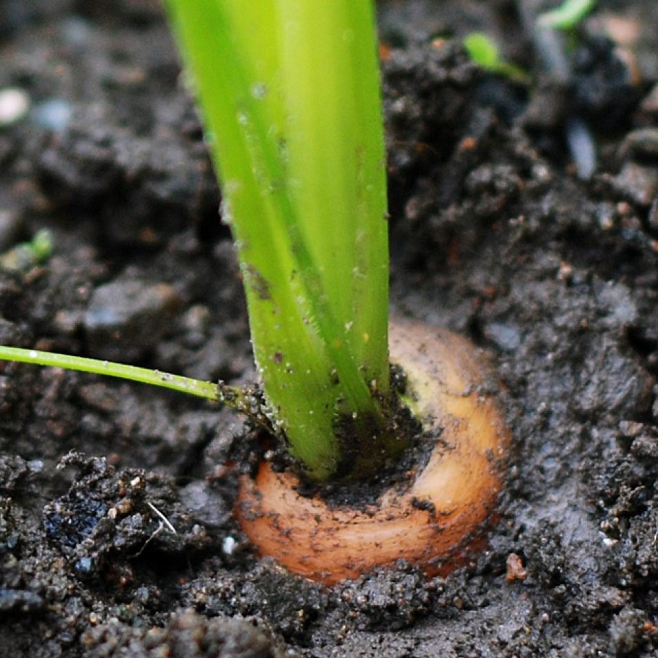 carrot growing in muddy soil